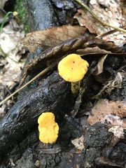 Cantharellus lateritius