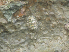 Chiton squamosus
