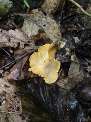 Cantharellus lateritius