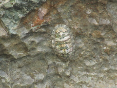 Chiton squamosus