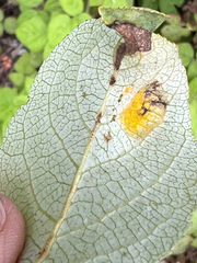 Taphrina populi-salicis