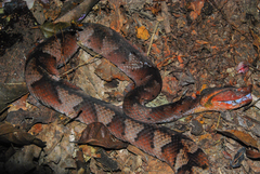 Bothrocophias hyoprora