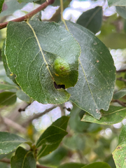 Taphrina populi-salicis