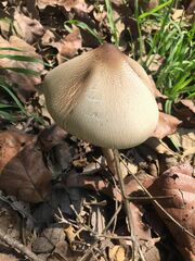 Macrolepiota capelariae