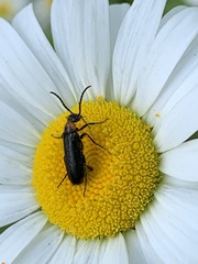 Nemognatha nemorensis