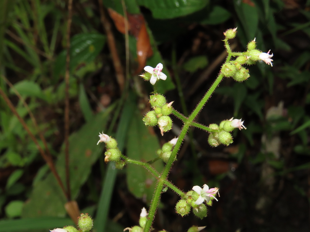 Aciotis rubricaulis