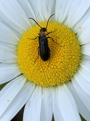 Nemognatha nemorensis