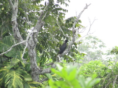 Corvus jamaicensis