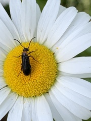 Nemognatha nemorensis