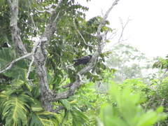 Corvus jamaicensis