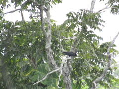 Corvus jamaicensis
