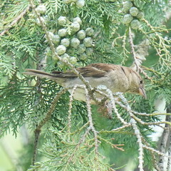 Passer domesticus