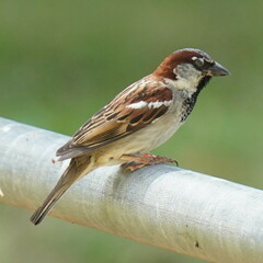 Passer domesticus