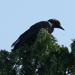Corvus corone