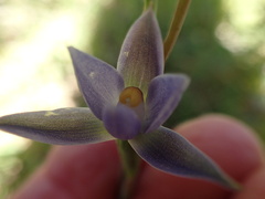 Thelymitra holmesii