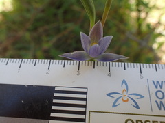 Thelymitra holmesii