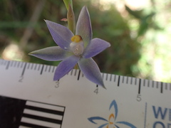 Thelymitra holmesii