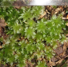 Rhodobryum