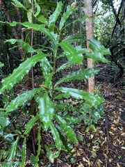 Macadamia integrifolia