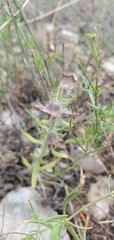 Salvia texana
