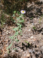 Erigeron subtrinervis