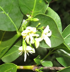 Kraussia floribunda