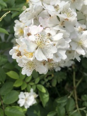 Rosa multiflora