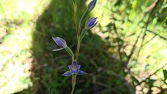 Thelymitra holmesii