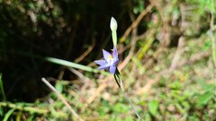 Thelymitra holmesii
