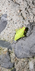 Tropiduchinae