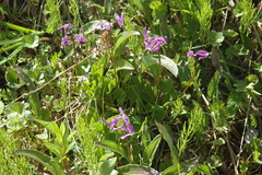 Primula frigida