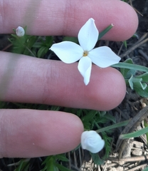 Phlox multiflora