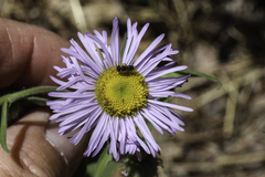 Erigeron subtrinervis