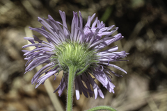 Erigeron subtrinervis