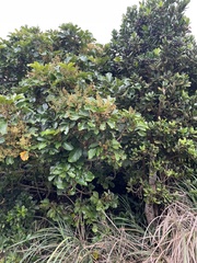 Aglaia rimosa