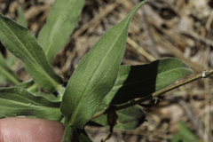 Erigeron subtrinervis