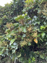 Aglaia rimosa