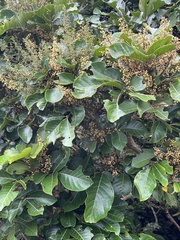 Aglaia rimosa