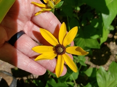 Rudbeckia heliopsidis