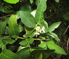 Kraussia floribunda