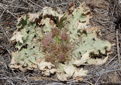 Cirsium scariosum congdonii