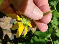 Rudbeckia heliopsidis