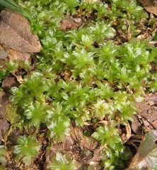 Rhodobryum