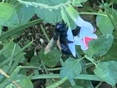 Xylocopa tabaniformis orpifex