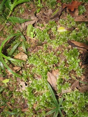 Rhodobryum