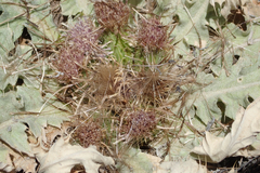 Cirsium scariosum congdonii