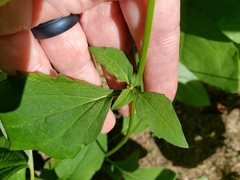 Rudbeckia heliopsidis