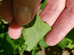Rudbeckia heliopsidis