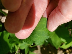 Rudbeckia heliopsidis