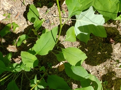 Rudbeckia heliopsidis